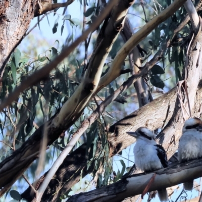 Dacelo novaeguineae (Laughing Kookaburra) at West Wodonga, VIC - 20 Aug 2023 by KylieWaldon