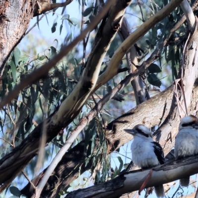 Dacelo novaeguineae (Laughing Kookaburra) at West Wodonga, VIC - 19 Aug 2023 by KylieWaldon