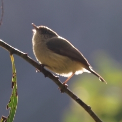 Acanthiza reguloides (Buff-rumped Thornbill) at West Wodonga, VIC - 19 Aug 2023 by KylieWaldon