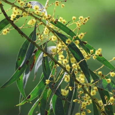 Acacia rubida (Red-stemmed Wattle, Red-leaved Wattle) at West Wodonga, VIC - 19 Aug 2023 by KylieWaldon