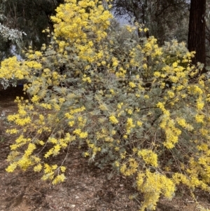 Acacia covenyi at Canberra, ACT - 22 Aug 2023