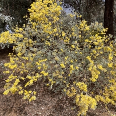 Acacia covenyi (Blue Bush) at Canberra, ACT - 22 Aug 2023 by JohnGiacon