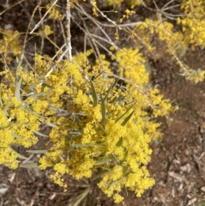 Acacia covenyi at Canberra, ACT - 22 Aug 2023