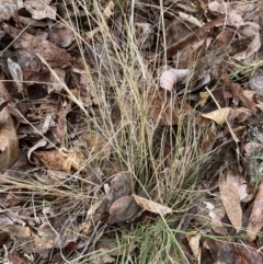 Rytidosperma (genus) (Wallaby Grass) at ANU Baldessin Precinct - 29 Aug 2023 by JohnGiacon