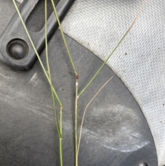 Rytidosperma sp. at Canberra, ACT - 29 Aug 2023