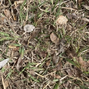 Paspalum dilatatum at Canberra, ACT - 22 Aug 2023