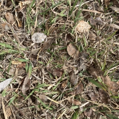 Paspalum dilatatum (Paspalum) at ANU Baldessin Precinct - 22 Aug 2023 by JohnGiacon