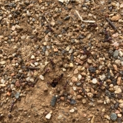 Iridomyrmex purpureus (Meat Ant) at Canberra, ACT - 22 Aug 2023 by JohnGiacon