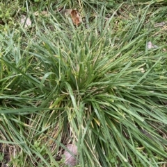 Nassella neesiana (Chilean Needlegrass) at ANU Baldessin Precinct - 22 Aug 2023 by JohnGiacon