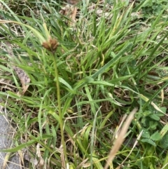 Cyperus sp. (A Sedge) at Australian National University - 22 Aug 2023 by JohnGiacon