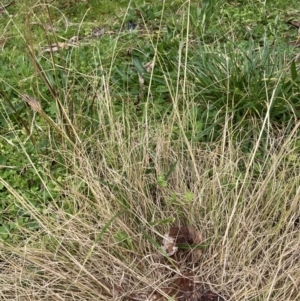 Eragrostis curvula at Canberra, ACT - 22 Aug 2023