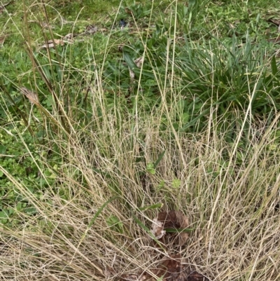 Eragrostis curvula (African Lovegrass) at ANU Baldessin Precinct - 22 Aug 2023 by JohnGiacon