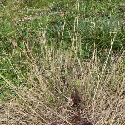 Eragrostis curvula (African Lovegrass) at Australian National University - 22 Aug 2023 by JohnGiacon