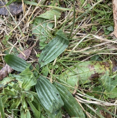 Plantago lanceolata (Ribwort Plantain, Lamb's Tongues) at Australian National University - 22 Aug 2023 by JohnGiacon