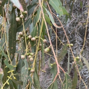 Eucalyptus rubida at Canberra, ACT - 22 Aug 2023 12:41 PM