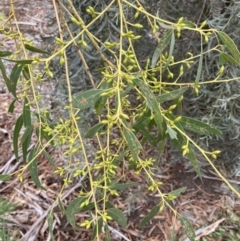 Eucalyptus rubida at Canberra, ACT - 22 Aug 2023 12:41 PM