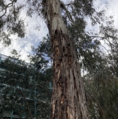 Eucalyptus rubida at Canberra, ACT - 22 Aug 2023 12:41 PM