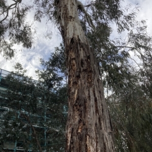 Eucalyptus rubida at Canberra, ACT - 22 Aug 2023 12:41 PM