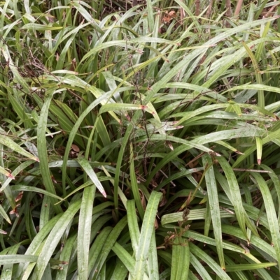 Dianella sp. (Flax Lily) at Australian National University - 22 Aug 2023 by JohnGiacon