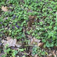 Viola odorata (Sweet Violet, Common Violet) at ANU Baldessin Precinct - 22 Aug 2023 by JohnGiacon