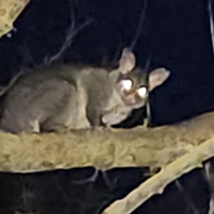 Trichosurus vulpecula (Common Brushtail Possum) at Braidwood, NSW - 22 Aug 2023 by MatthewFrawley