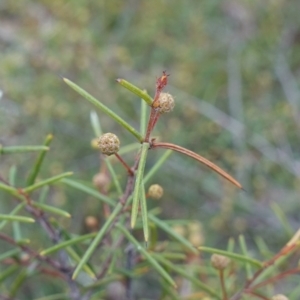 Acacia brownii at Lower Borough, NSW - 7 Jun 2023 10:18 AM