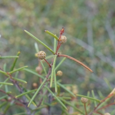 Acacia brownii (Heath Wattle) at Nadgigomar Nature Reserve - 7 Jun 2023 by RobG1