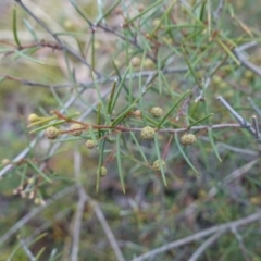 Acacia brownii at Lower Borough, NSW - 7 Jun 2023 10:18 AM