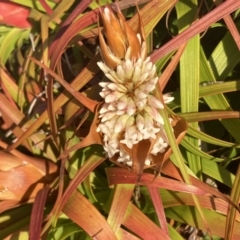 Dracophyllum oceanicum at Jervis Bay, JBT - 17 Aug 2023 by AnneG1