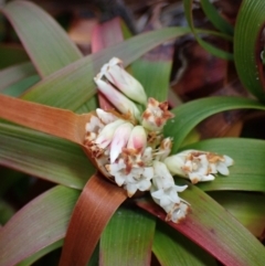 Dracophyllum oceanicum at Jervis Bay, JBT - 17 Aug 2023 by AnneG1