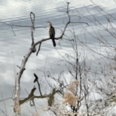 Anhinga novaehollandiae (Australasian Darter) at Kingston, ACT - 22 Aug 2023 by KMcCue