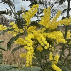 Acacia dealbata (Silver Wattle) at Jerrabomberra Wetlands - 22 Aug 2023 by KMcCue