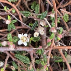 Commersonia hermanniifolia (Wrinkled Kerrawang) at Jervis Bay, JBT - 17 Aug 2023 by AnneG1