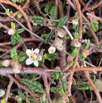 Commersonia hermanniifolia (Wrinkled Kerrawang) at Jervis Bay, JBT - 17 Aug 2023 by AnneG1