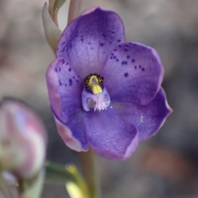 Thelymitra ixioides (Dotted Sun Orchid) at Jerrawangala, NSW - 17 Aug 2023 by AnneG1