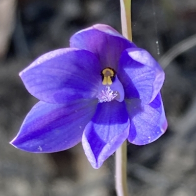 Thelymitra ixioides (Dotted Sun Orchid) at Jerrawangala, NSW - 17 Aug 2023 by AnneG1