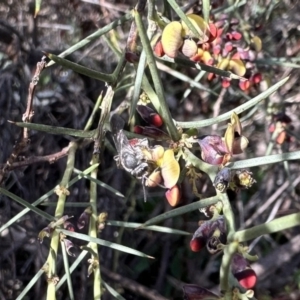 Lasioglossum (Parasphecodes) sp. (genus & subgenus) at Campbell, ACT - 21 Aug 2023 02:48 PM