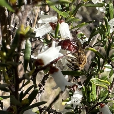 Lasioglossum (Parasphecodes) sp. (genus & subgenus) (Halictid bee) at Mount Ainslie - 21 Aug 2023 by Pirom