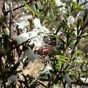 Lasioglossum (Parasphecodes) sp. (genus & subgenus) at Campbell, ACT - 21 Aug 2023