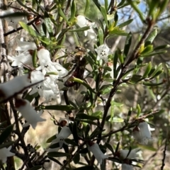 Lasioglossum (Parasphecodes) sp. (genus & subgenus) at Campbell, ACT - 21 Aug 2023