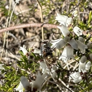 Calliphora stygia at Campbell, ACT - 21 Aug 2023 02:43 PM