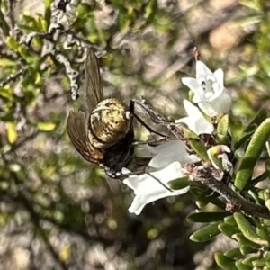 Calliphora stygia at Campbell, ACT - 21 Aug 2023 02:43 PM