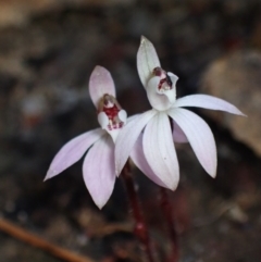 Caladenia fuscata (Dusky Fingers) at Boolijah, NSW - 16 Aug 2023 by AnneG1