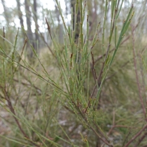 Exocarpos strictus at Lower Borough, NSW - 7 Jun 2023 10:28 AM