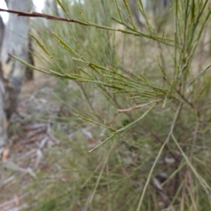 Exocarpos strictus at Lower Borough, NSW - 7 Jun 2023 10:28 AM