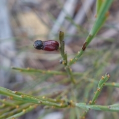 Exocarpos strictus at Lower Borough, NSW - 7 Jun 2023 10:28 AM