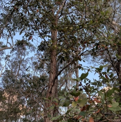 Syncarpia glomulifera subsp. glomulifera (Turpentine) at Vincentia, NSW - 23 Jul 2023 by AnneG1