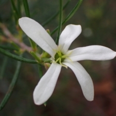 Ricinocarpos pinifolius (wedding bush) at Hyams Beach, NSW - 28 Jul 2023 by AnneG1