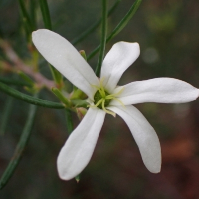 Ricinocarpos pinifolius (Wedding Bush) at Hyams Beach, NSW - 28 Jul 2023 by AnneG1