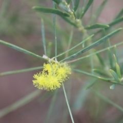 Acacia boormanii (Snowy River Wattle) at Mongarlowe, NSW - 22 Aug 2023 by LisaH